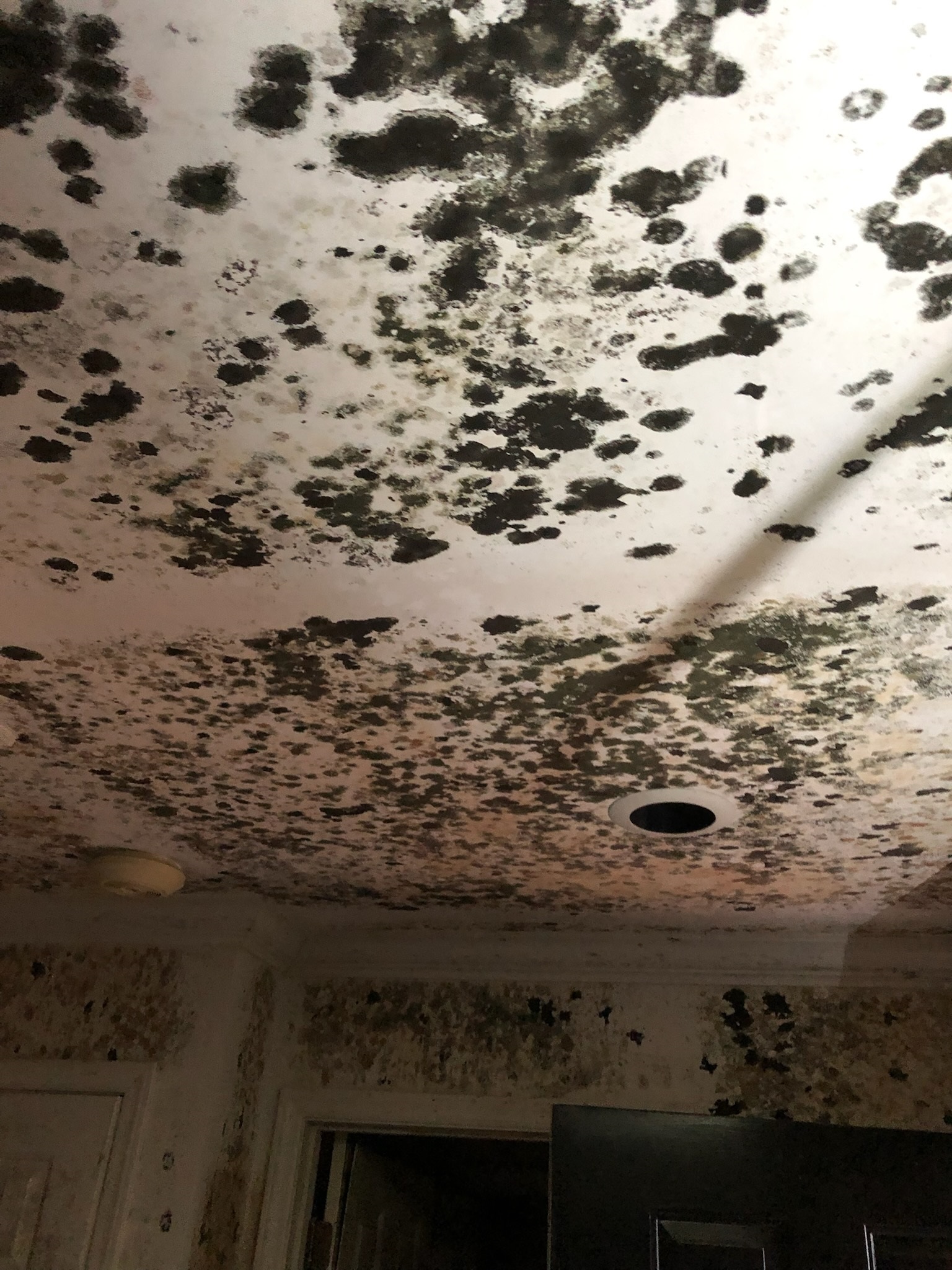 mold damage restoration
